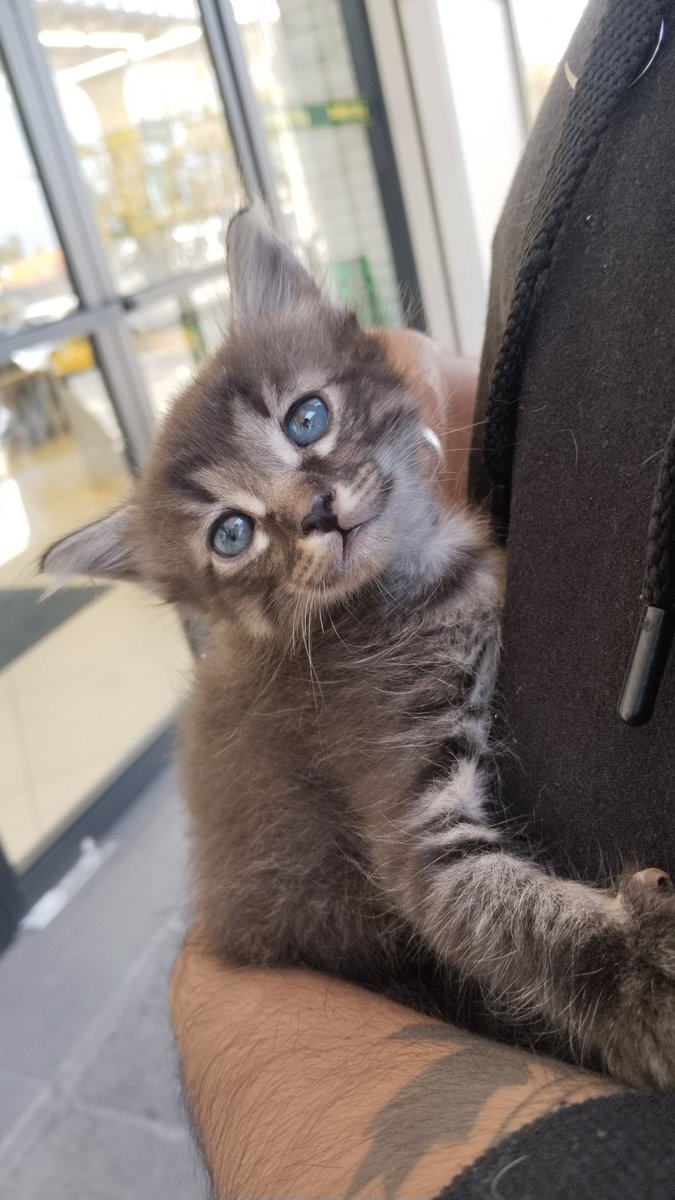 Emilio Vallejo Rangel-Larios tweet media