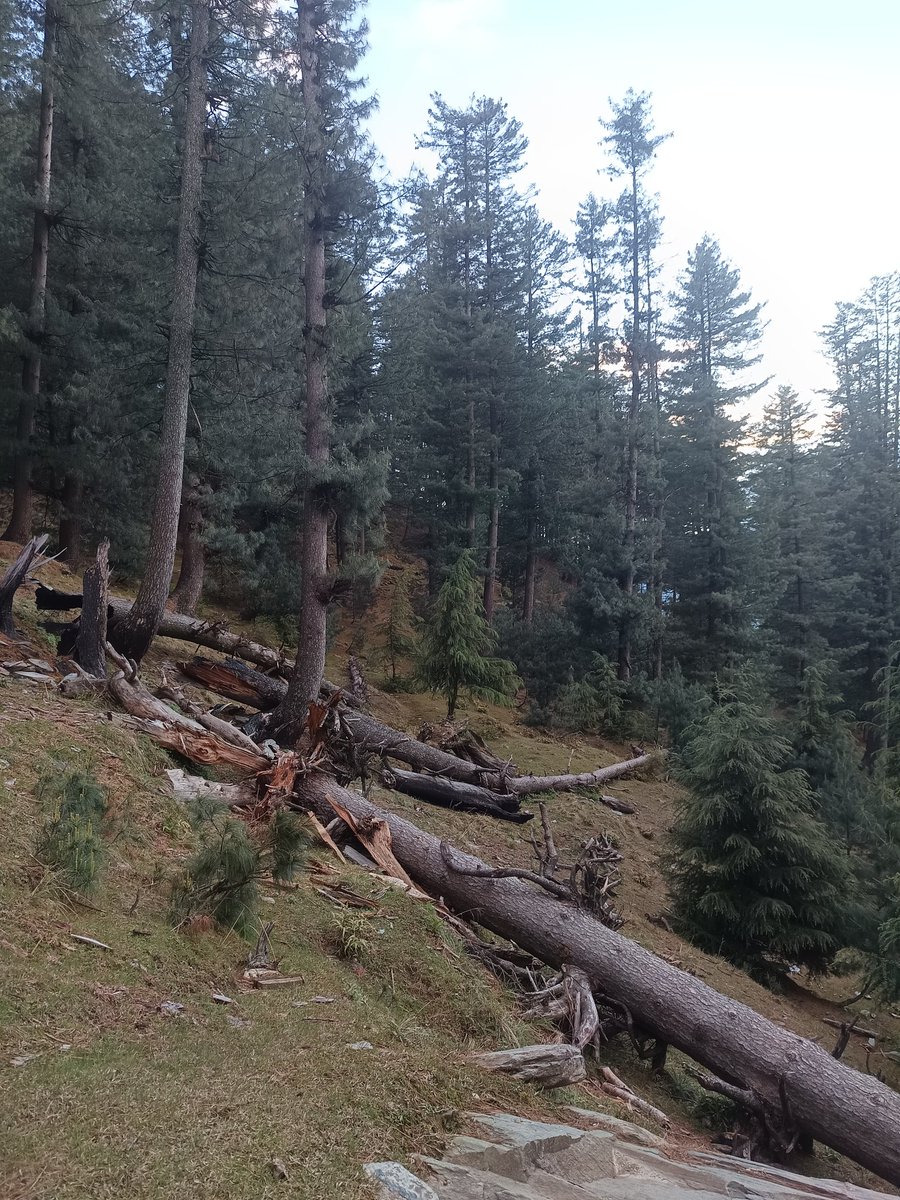 zahir Majeed tweet media