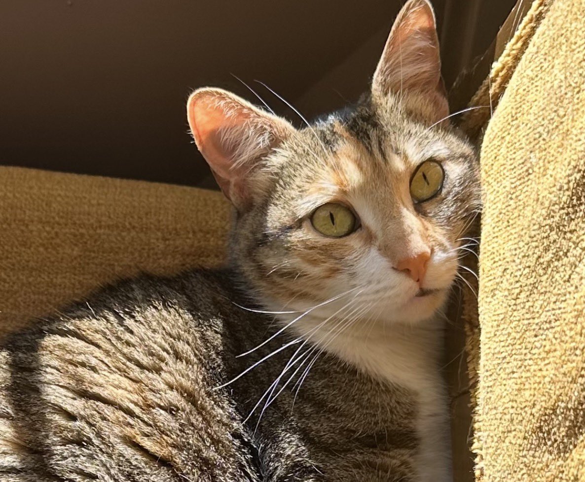 ana ᕱ⑅ᕱ tweet media