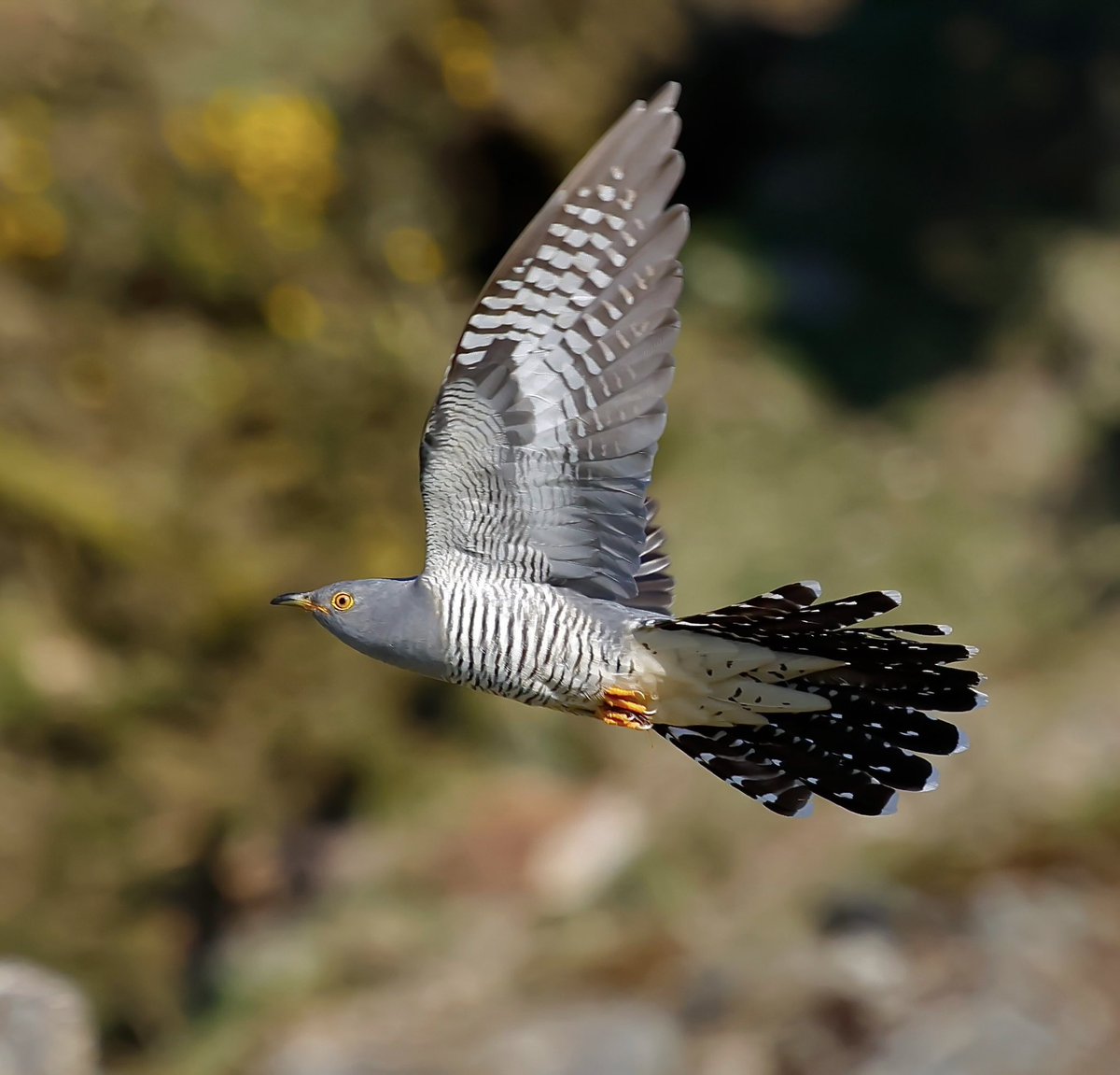 stevesando1's tweet image. Common Cuckoo back on Bodmin moor this morning. First heard on the 7th. 10 days earlier than I’ve seen them here before.
#birds #birding #wildlifephotography 
@BTO_Cornwall
