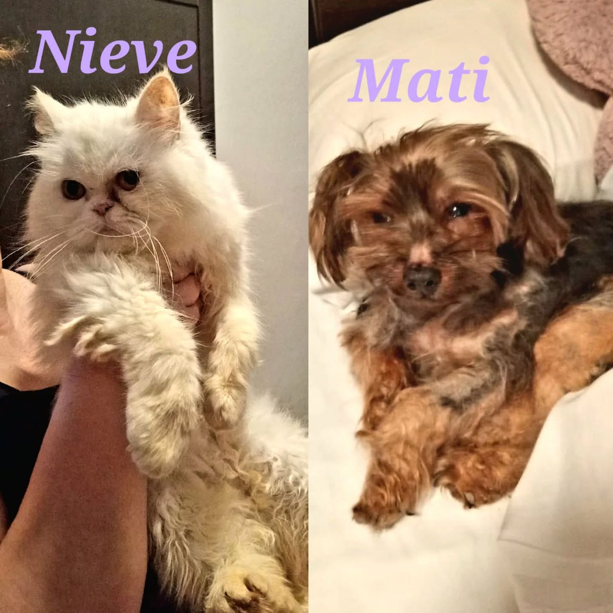 #CÁDIZ
Estos dos pequeños lo han perdido todo. Su familia ha sido desahuciada y, aunque los humanos han sido alojados en una residencia gracias a servicios sociales, ellos no pueden estar allí. Son

🐱 #NIEVE: gatita persa de 4 añitos. No está esterilizada ni tiene las vacunas al