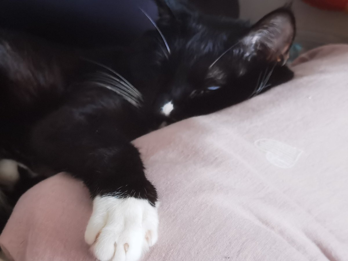 yingyu330626's tweet photo. cat. https://t.co/aDkzaLAWaO