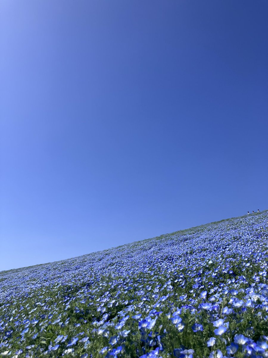 空に羽(♂) tweet media