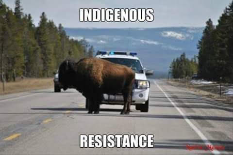 SpottedElk7's tweet image. Some of us were born into the Resistance. That’s all we know, the Truth! 
#AmericanIndianMovement 
#LandBack