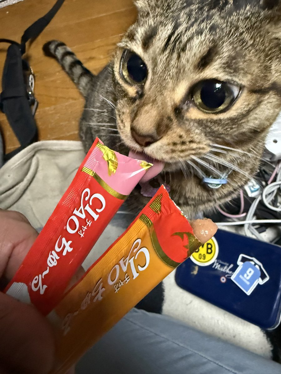ちこたつ🌸 tweet media