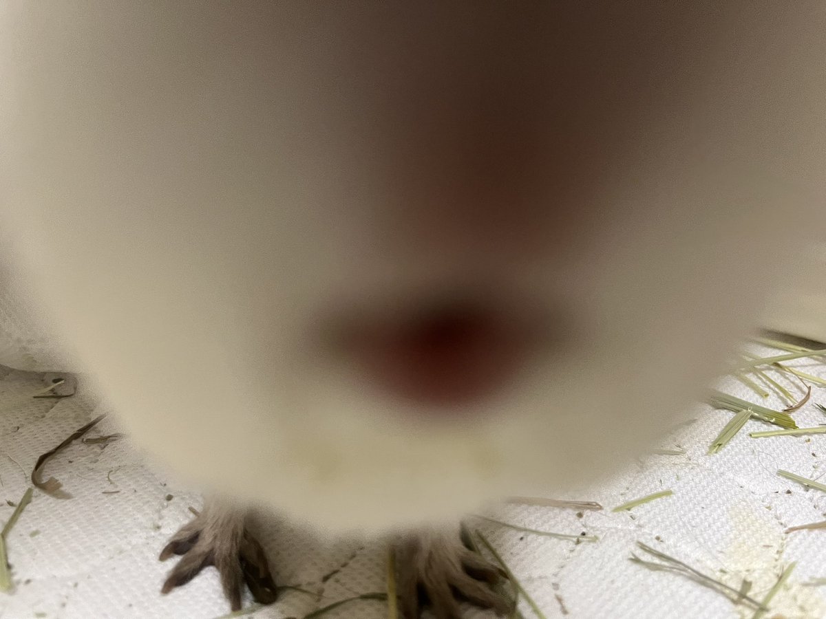 蟹場/ぼこぺん tweet media