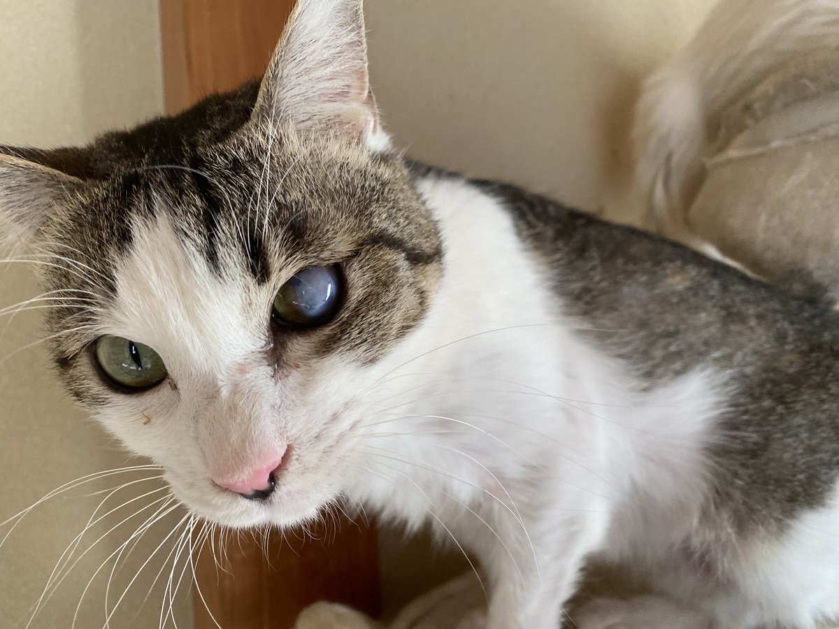 里親募集　かわ　かーさん tweet media