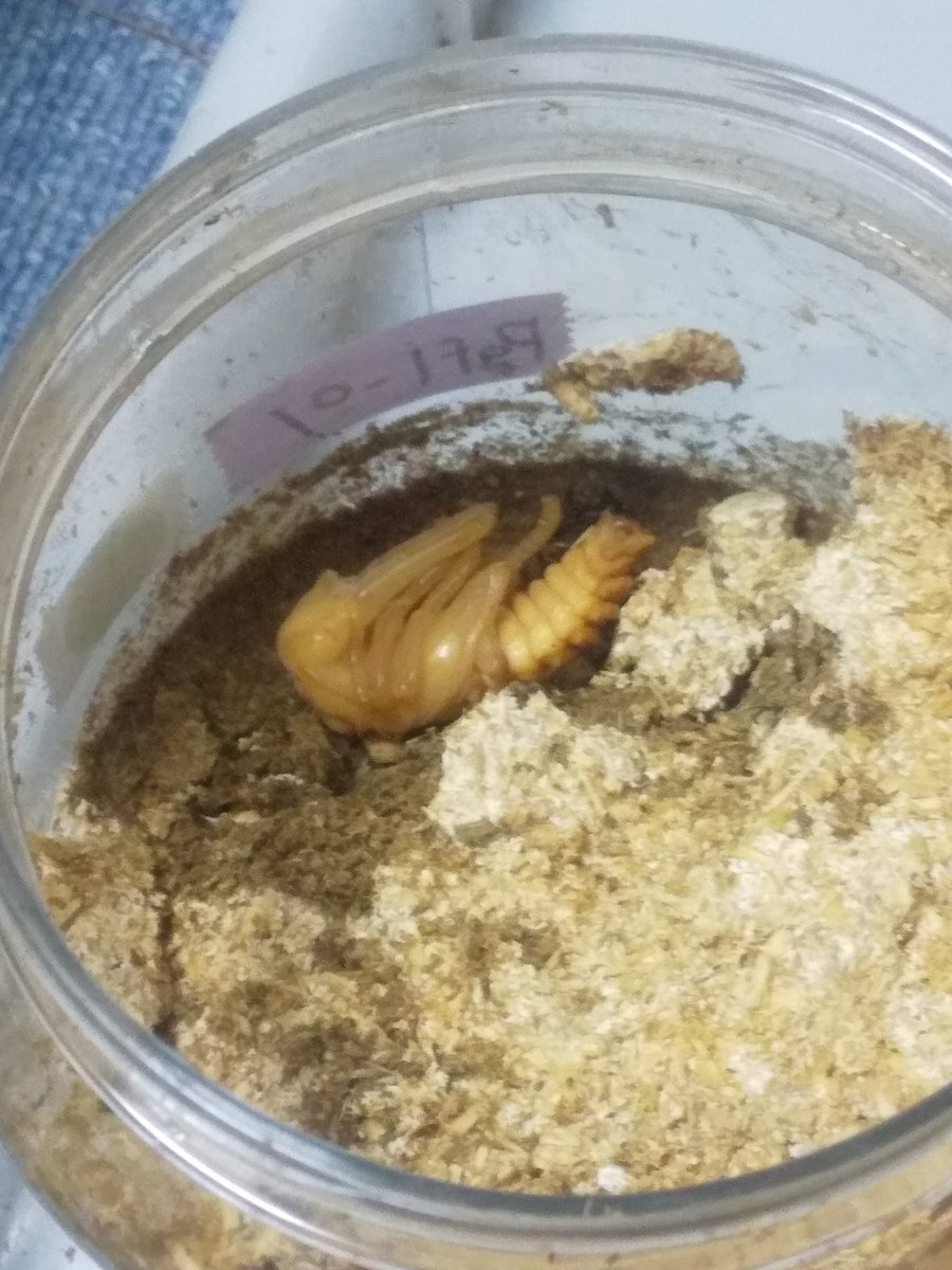 ハラヘッタナ小野 tweet media