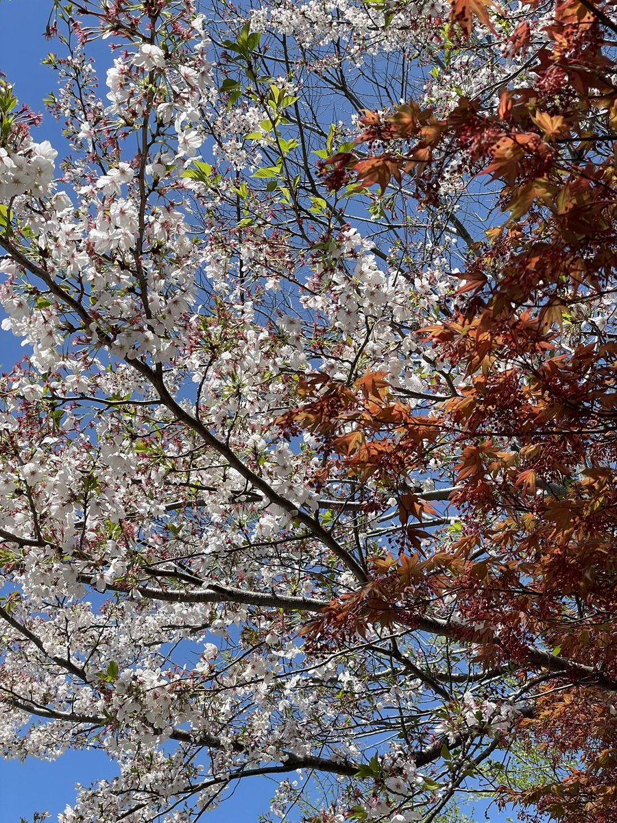 さとぼう tweet media