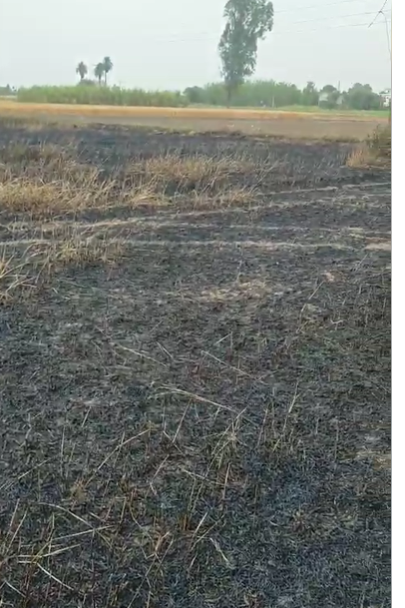 bstvlive's tweet image. मेरठ : 11000 लाइन में फाल्ट से जली गेहूं की फसल

➡32 बीघा फसल करंट फैलने से जलकर राख
➡सुभाष, महासिंह, शोभा, चिंतादेवी, रामसिंह की फसल जली
➡मेरठ के बहचोला में PVVNL अफसरों की लापरवाही
➡बिजलीघर के बाहर धरना देने बैठे किसान

#Meerut #Farmers #Electricity @UPPCLLKO