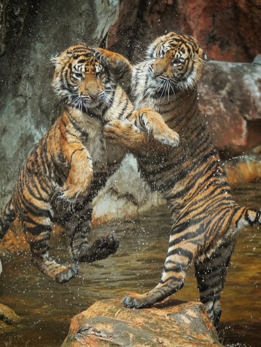 run.swim.shingo tweet media