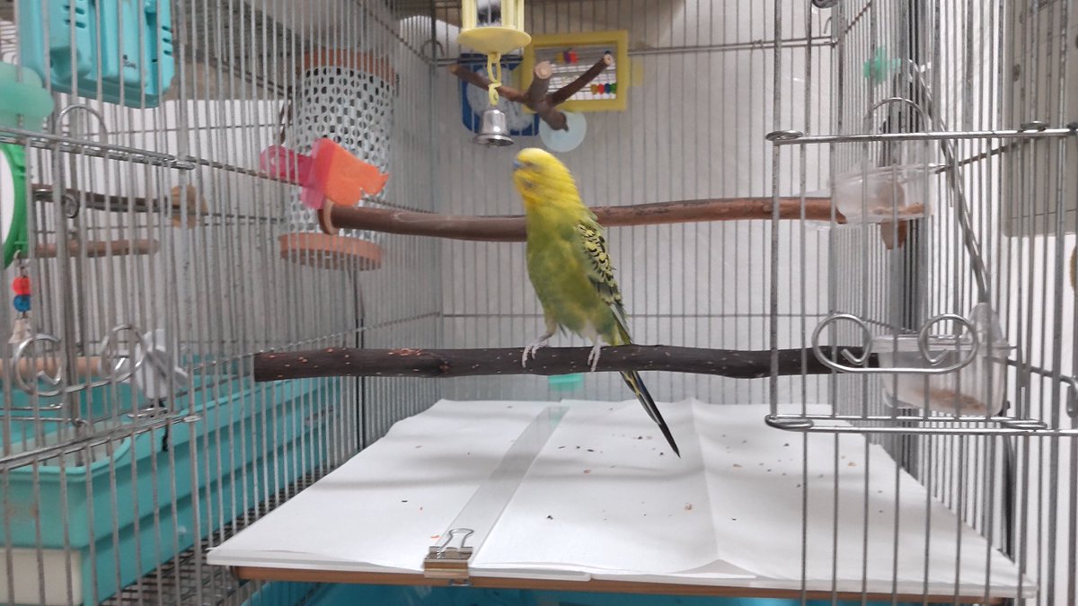 ボクのお部屋が 新型になったのでち (・Σ・*) たけちゃんは 旧型なんで
