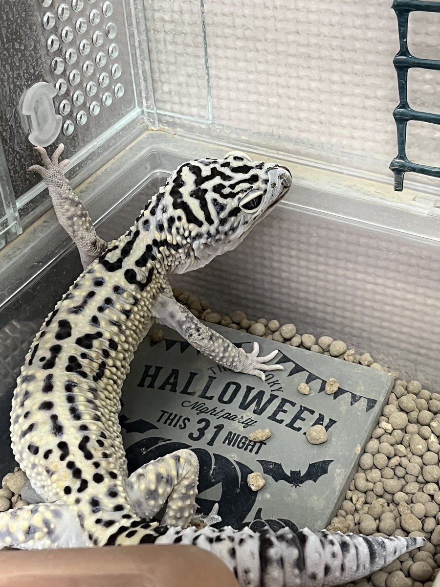 tonbe @Geckos nut tweet media