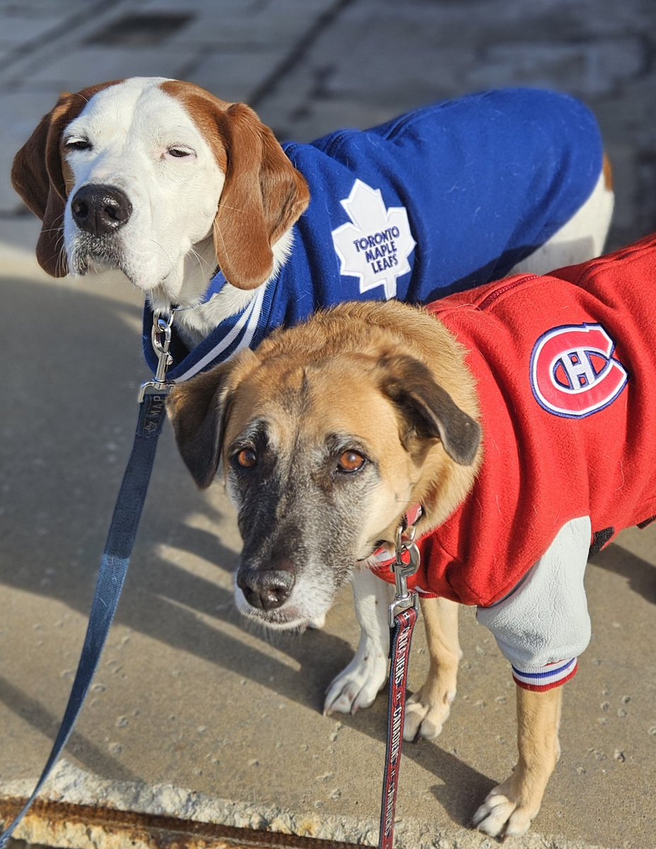 MatthewHallowel's tweet image. #housedivided #gohabsgo #ignoremysister