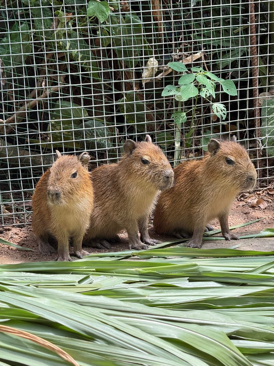 Khamoo.andthegang tweet media