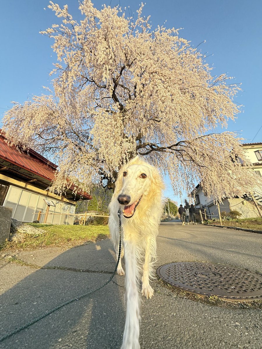 サクサラ tweet media