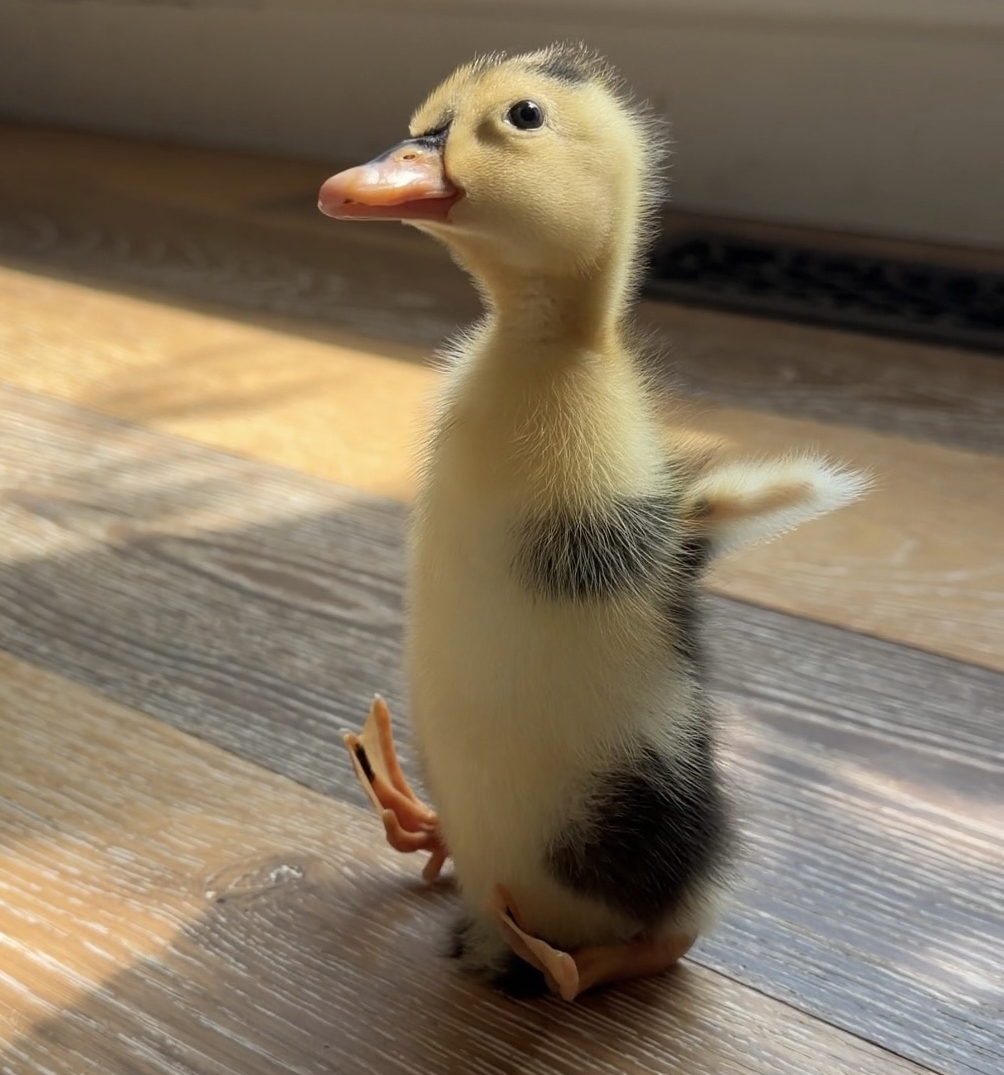 Dinky Duckling tweet media