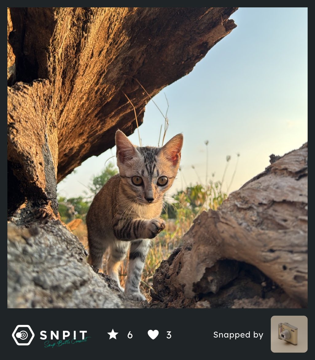 nguyen_diem92's tweet image. SNPITを始めて8ヶ月。初めて★6の動物写真をゲットしたときは、本当に嬉しくてドキドキが止まらなかった。
今は★7を目指して頑張ってるけど…待ち時間がちょっと忍耐力を試される感じ😄

#SNPIT 
#SNPITVietnam #Snap2Earn #SNPITDaily #WorldRepository