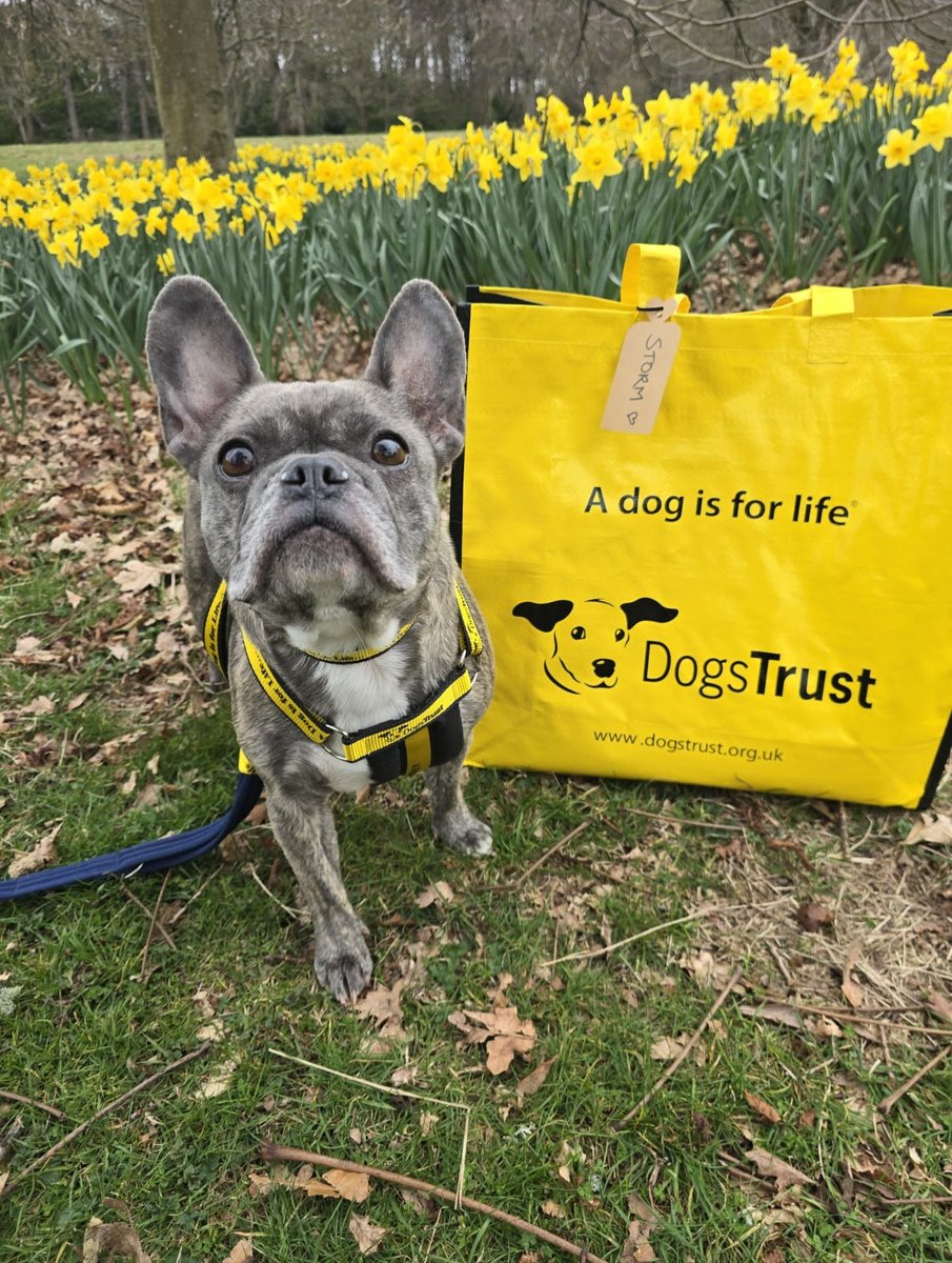 Dogs Trust Dundee tweet media