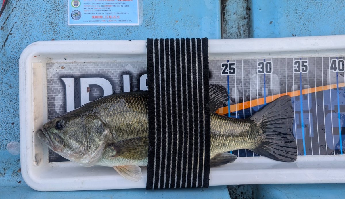 Toru_chibe's tweet photo. 本日はWBC第一戦で長門将監🎣
今年は色々あって釣り行けてなかったので、初バス釣れたらいいなぁ気分で挑み、PFとハリネズミで2本釣れてくれてひと安心😌
でも足は吊るわ、若干熱中ぎみで疲れた〜🫠
WBCの運営と参加の皆さま、お疲れ様でした🙇 https://t.co/U9PufCHHHD
