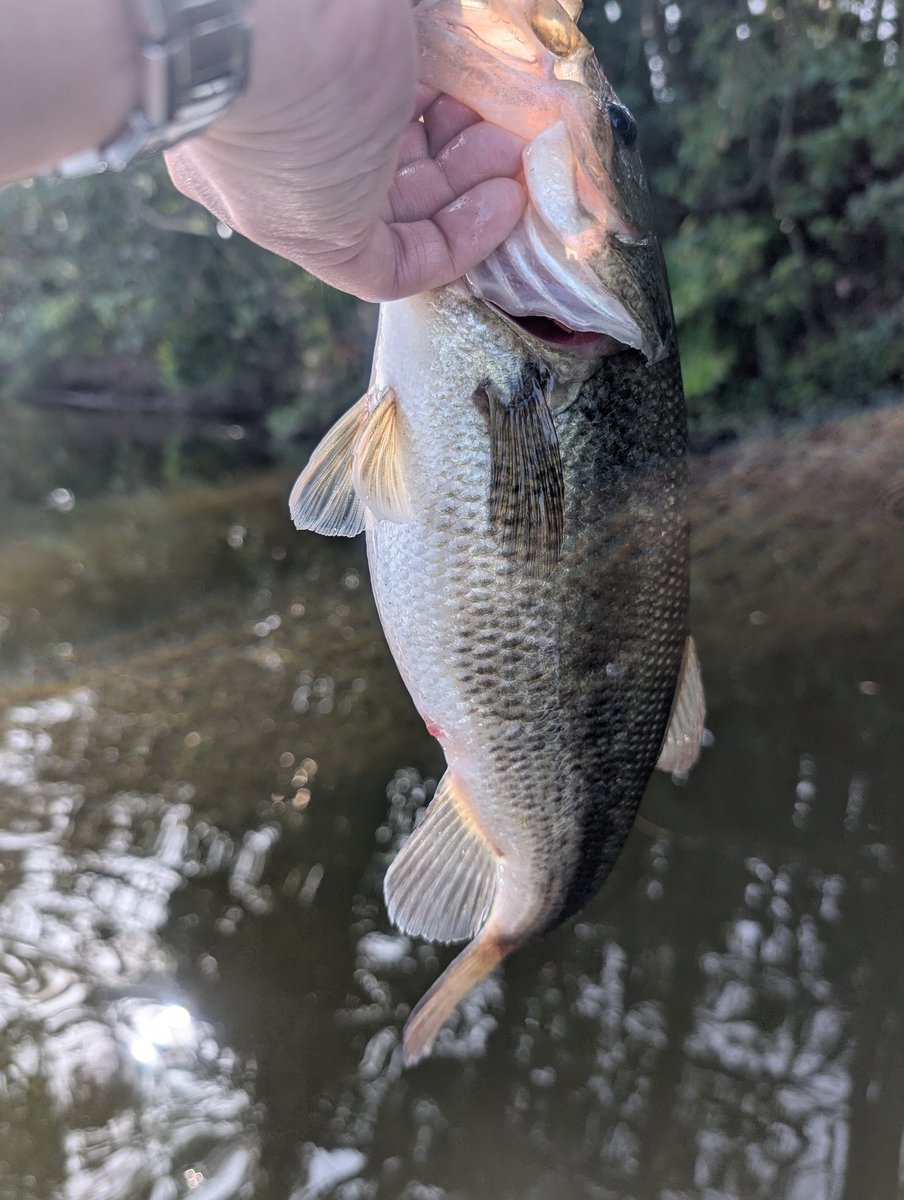 Toru_chibe's tweet photo. 本日はWBC第一戦で長門将監🎣
今年は色々あって釣り行けてなかったので、初バス釣れたらいいなぁ気分で挑み、PFとハリネズミで2本釣れてくれてひと安心😌
でも足は吊るわ、若干熱中ぎみで疲れた〜🫠
WBCの運営と参加の皆さま、お疲れ様でした🙇 https://t.co/U9PufCHHHD