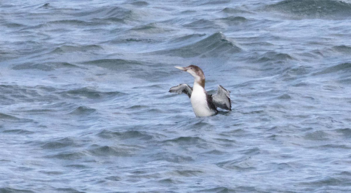Fair Isle Bird Observatory tweet media