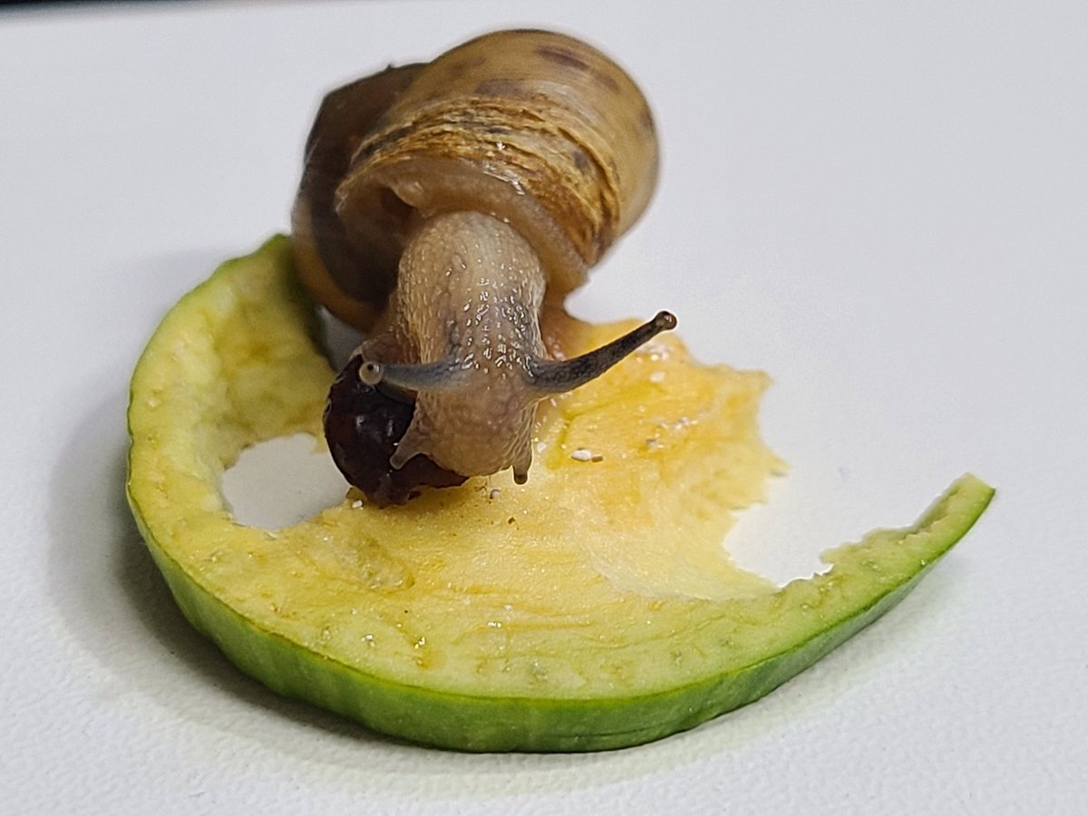 고구미와 젤리의 왕국 tweet media