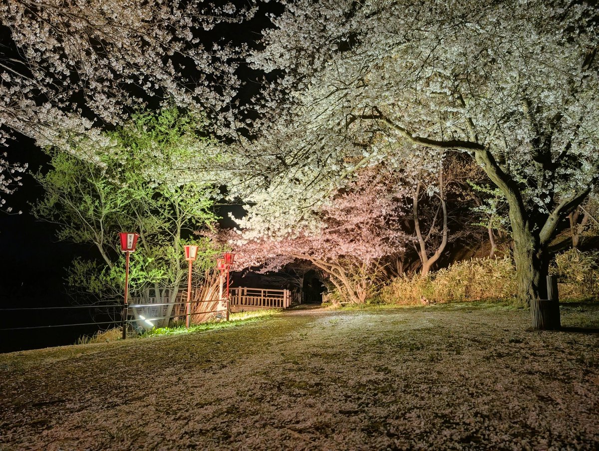 山川たんぼ tweet media