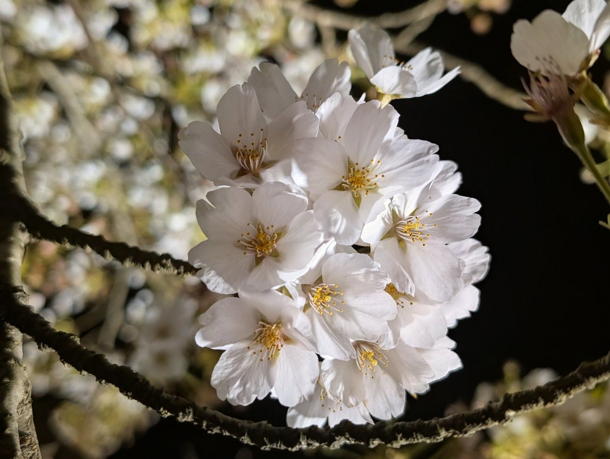 山川たんぼ tweet media