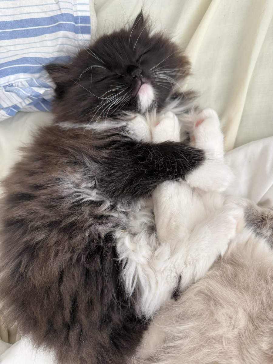 Sarah Evans tweet media