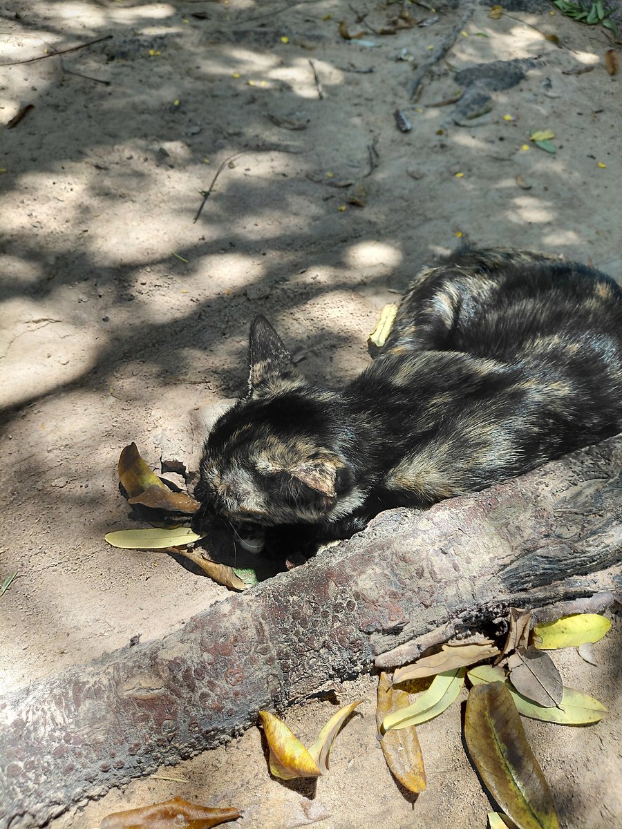 ธีรักษ์(ที่รัก) tweet media