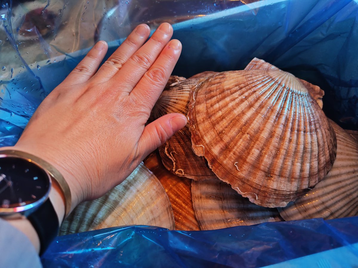 いけじゅん tweet media