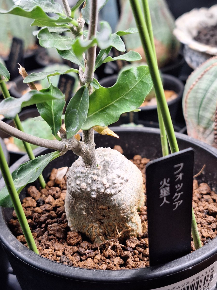plastic_rains's tweet photo. 20260411  CAINZに良い株が大量に展示されていて爆買い💀　塊根植物の実生にはあまり興味なかったのにw実物みたら可愛らしい🌿 https://t.co/oJSRfMQYpE