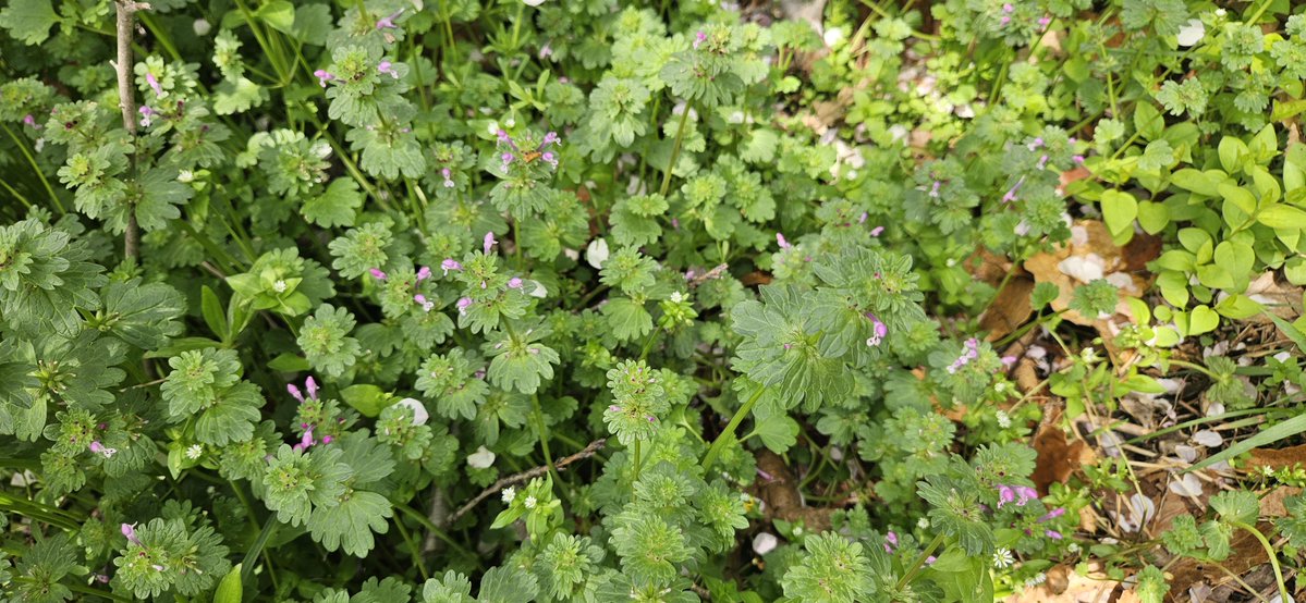 자세히 보아야 
예쁘다

오래 보아야
사랑스럽다

너도 그렇다

풀꽃 - 나태주

---------------------------

북서울꿈의숲에서 만난
작은 풀꽃들입니다.
화려하지는 않아도
각자의 자리에서 사랑스럽게 
피어있더라구요 ☺️
가까이 들여다보며 담아왔어요.

별꽃/봄까치꽃/광대나물