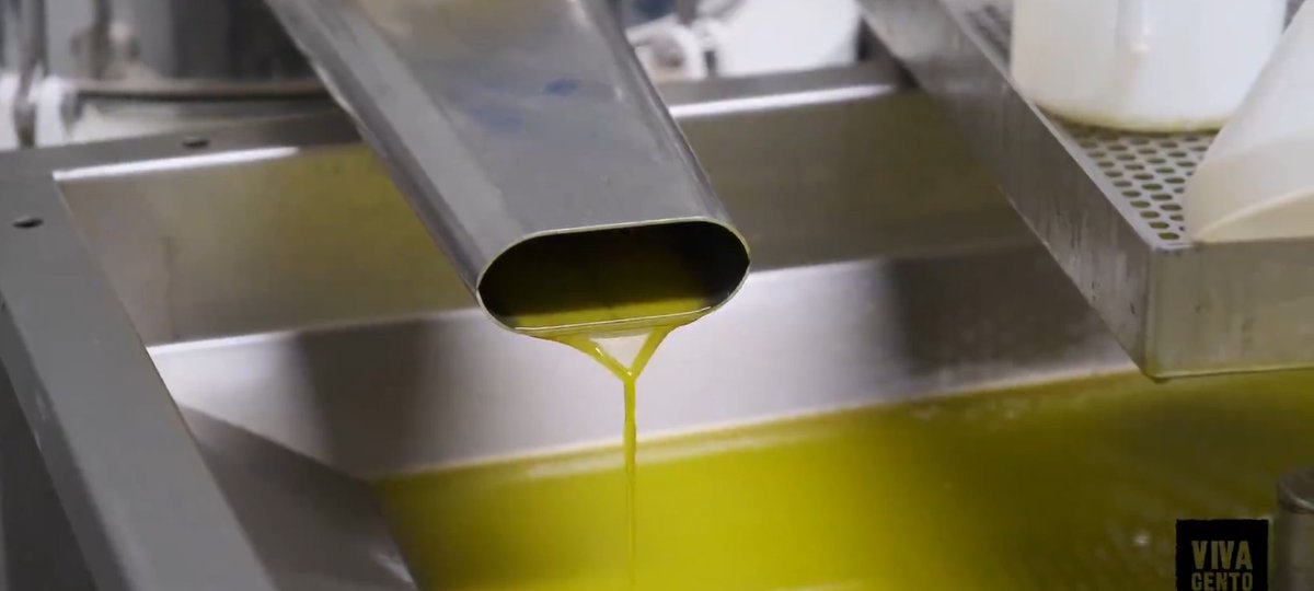 That neon green glow? 🟢✨

​Freshly pressed #EVOO is vibrant because of high chlorophyll levels from early-harvest olives. It’s nature’s signal for peak antioxidants and anti-inflammatory power. If it’s green and peppery, your heart (and gut) will thank you! 🌿🛡️

This is why