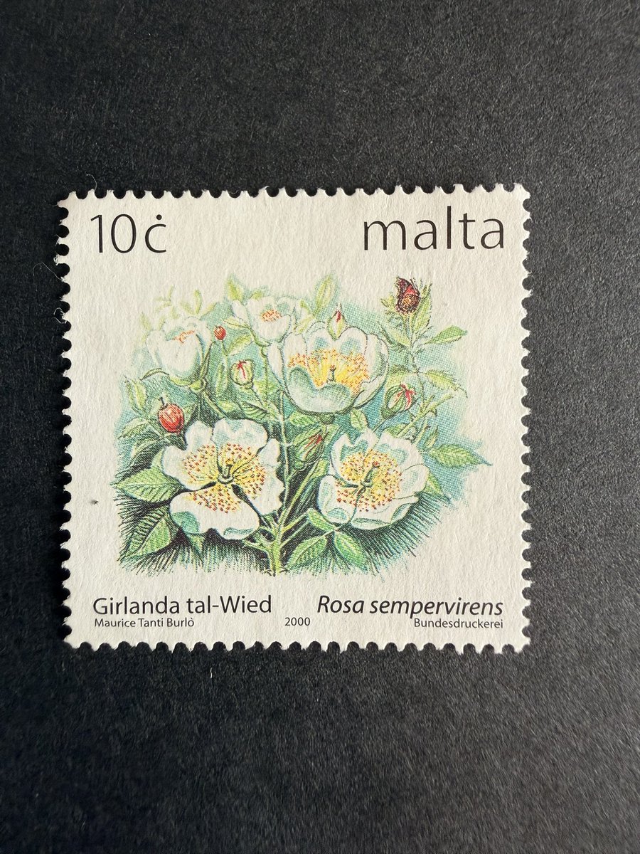 Philatelovely's tweet image. A Magnificent welcome to you all. It’s the letter M in the a-z of Flowers on Stamps. Here are My stamps, don’t forget to share yours too.

Malaysia 🇲🇾 
Malta 🇲🇹 

#stampcollecting #philately #stamps