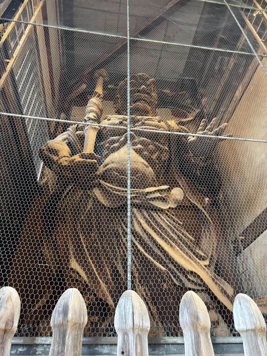 hatabou555's tweet photo. 初めての京都、奈良旅行。京都水族館でクラゲ観て奈良公園で鹿と戯れる。鹿せんべい売り切れで残念。鹿がキューンって鳴くの可愛い😍奈良公園は早めが良いのね！五重塔は工事中でした。 https://t.co/iIreVavux0