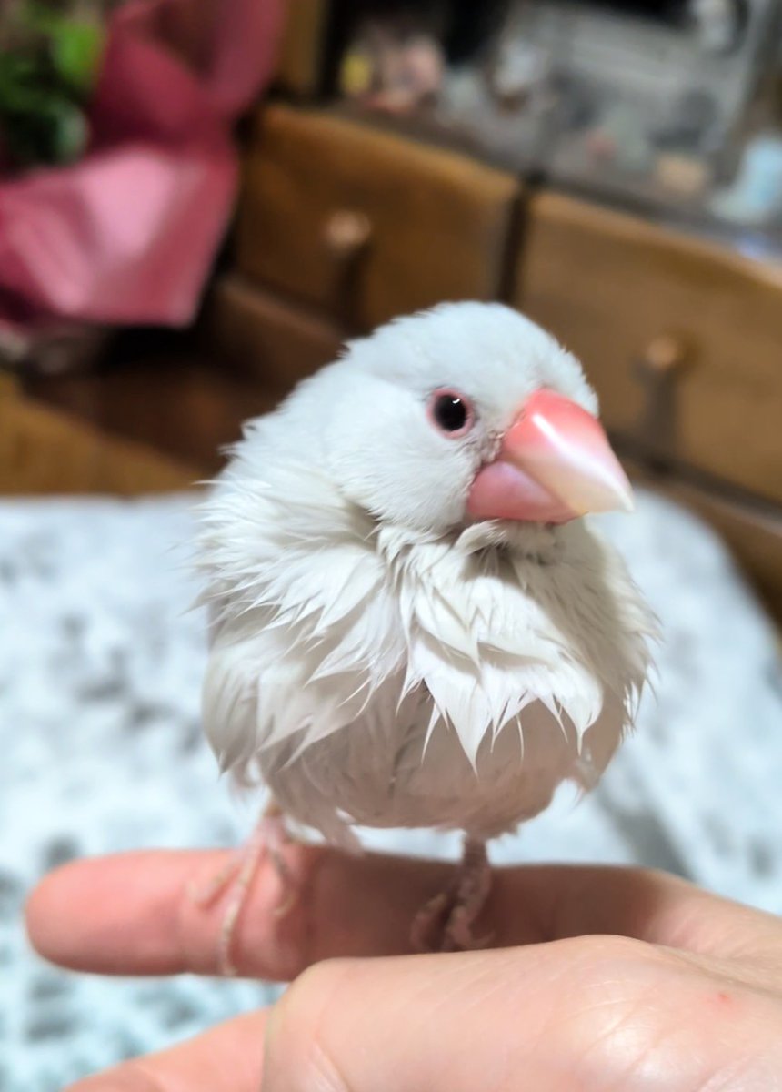 すずハピ tweet media