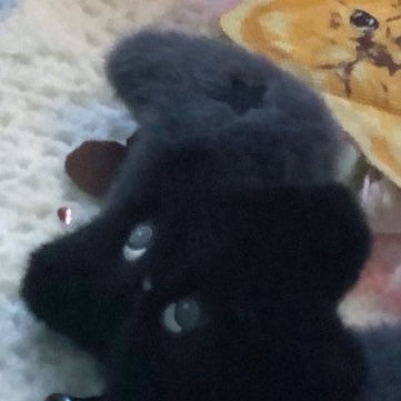 이번에 위츄들인가?!!!

에로스                                 안테로스