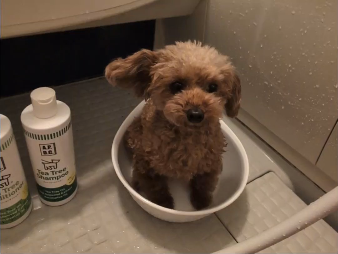 TARUPAPA🐶ワンライフ道 tweet media