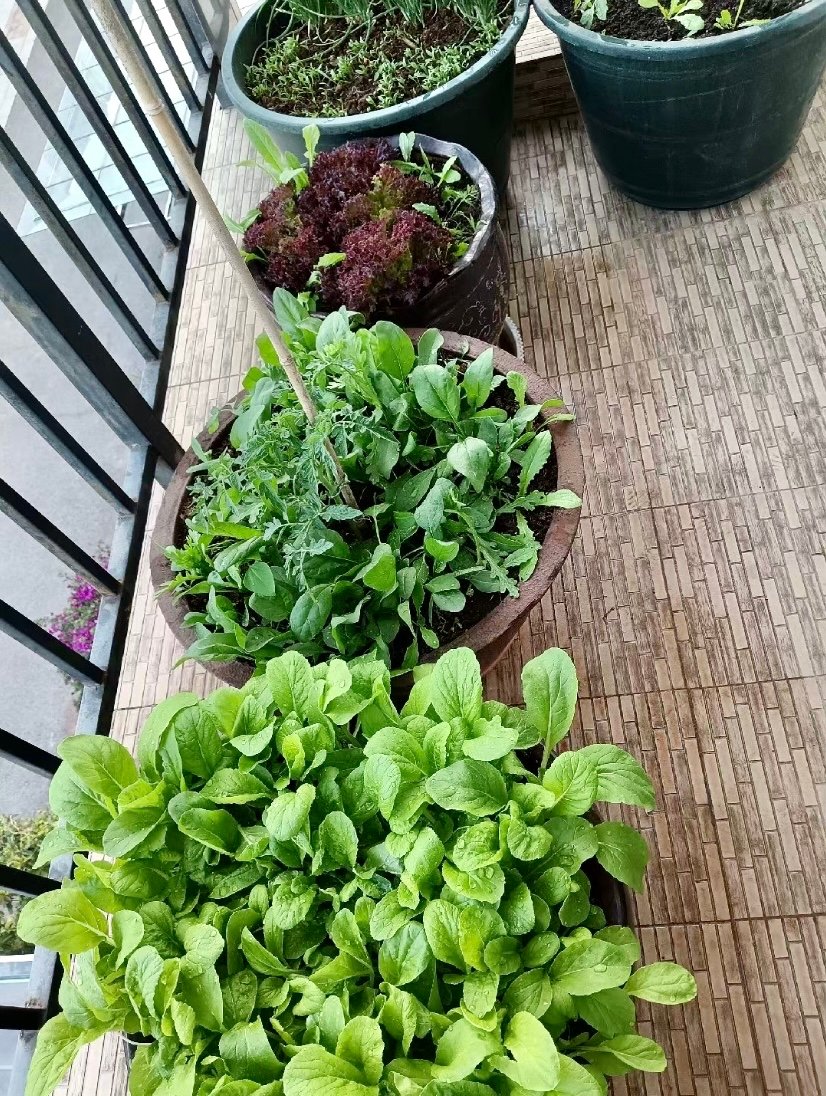 Jimbo Cupcake tweet media