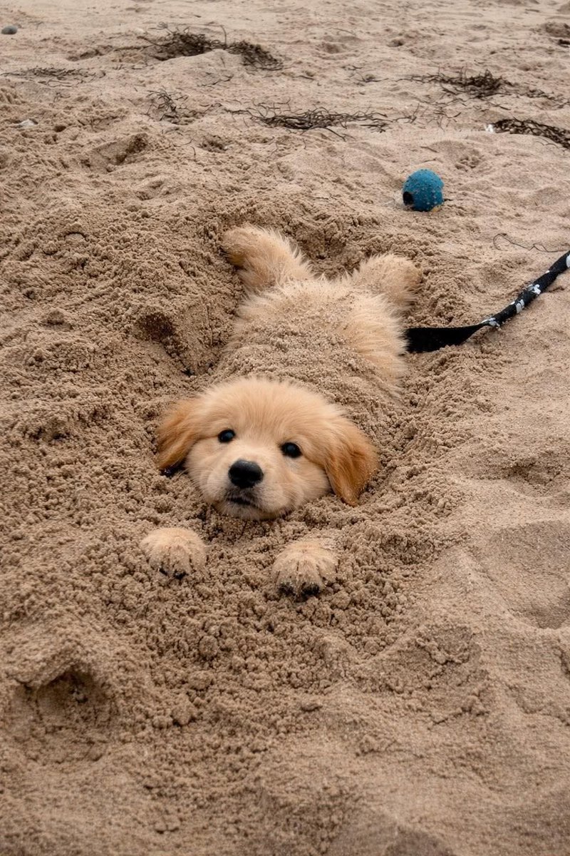 puppies video tweet media