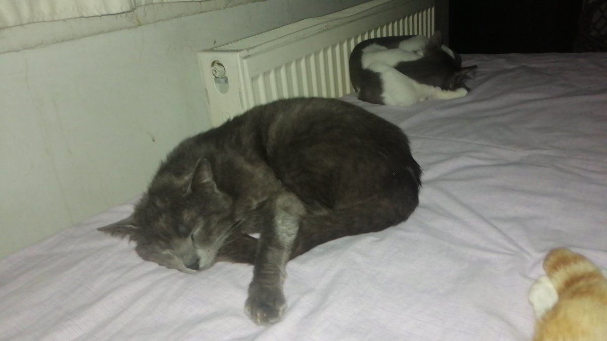 Lattevekardeşleri tweet media