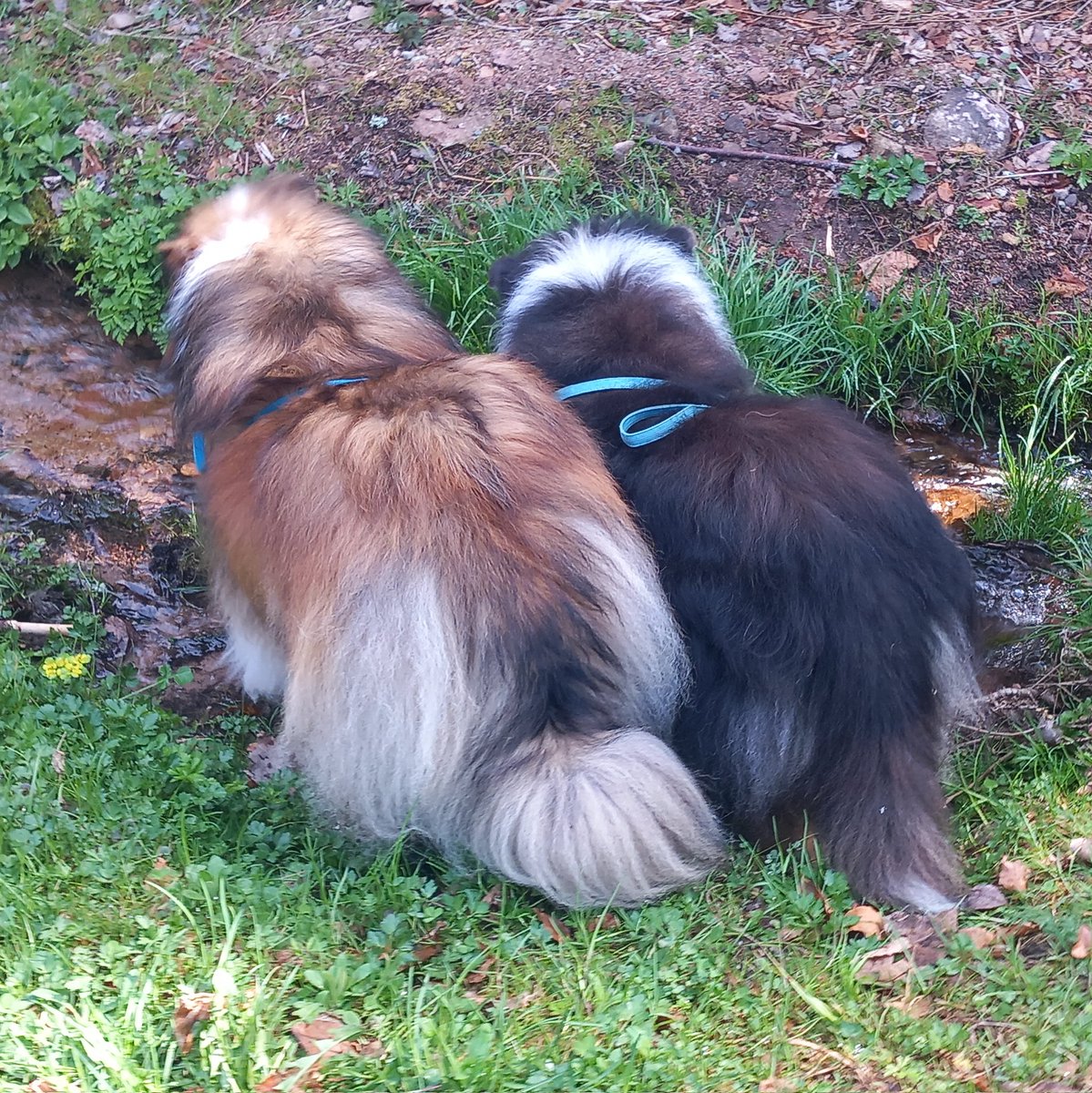 Sir Lucien Barkalot & Gavriel - The IT Collies tweet media