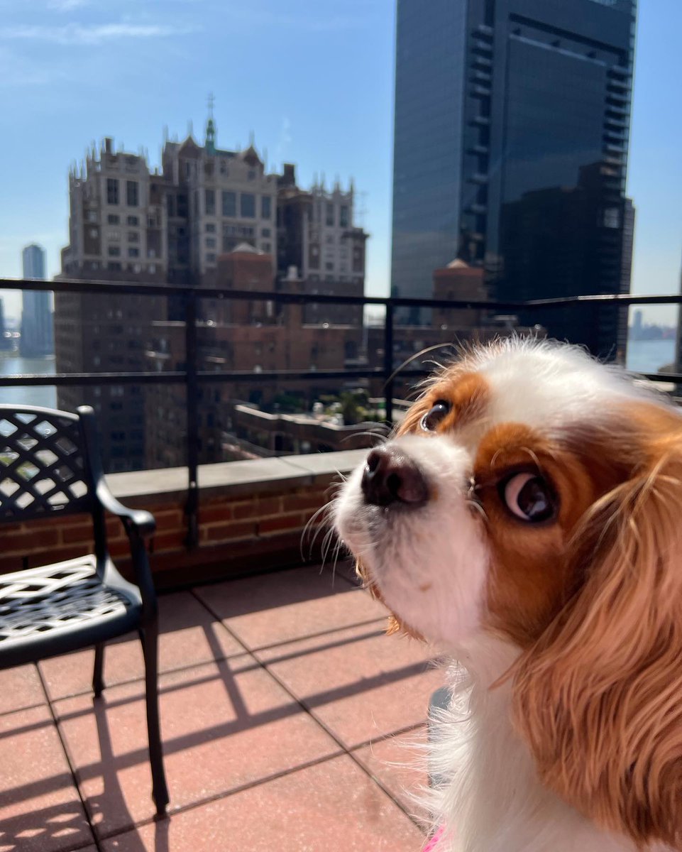 WestgateResorts's tweet photo. Happy #nationalpetday from our homes to yours! 🐕🐈🐇🐐
 
When we say “family vacation,” we also include our furry members too 💕 https://t.co/r34euMKSUF