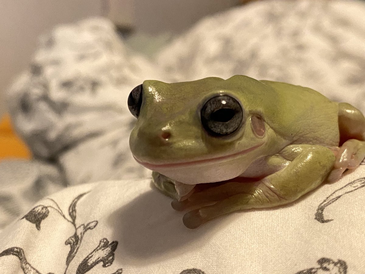 部屋んぽ中の菅田さん🐸