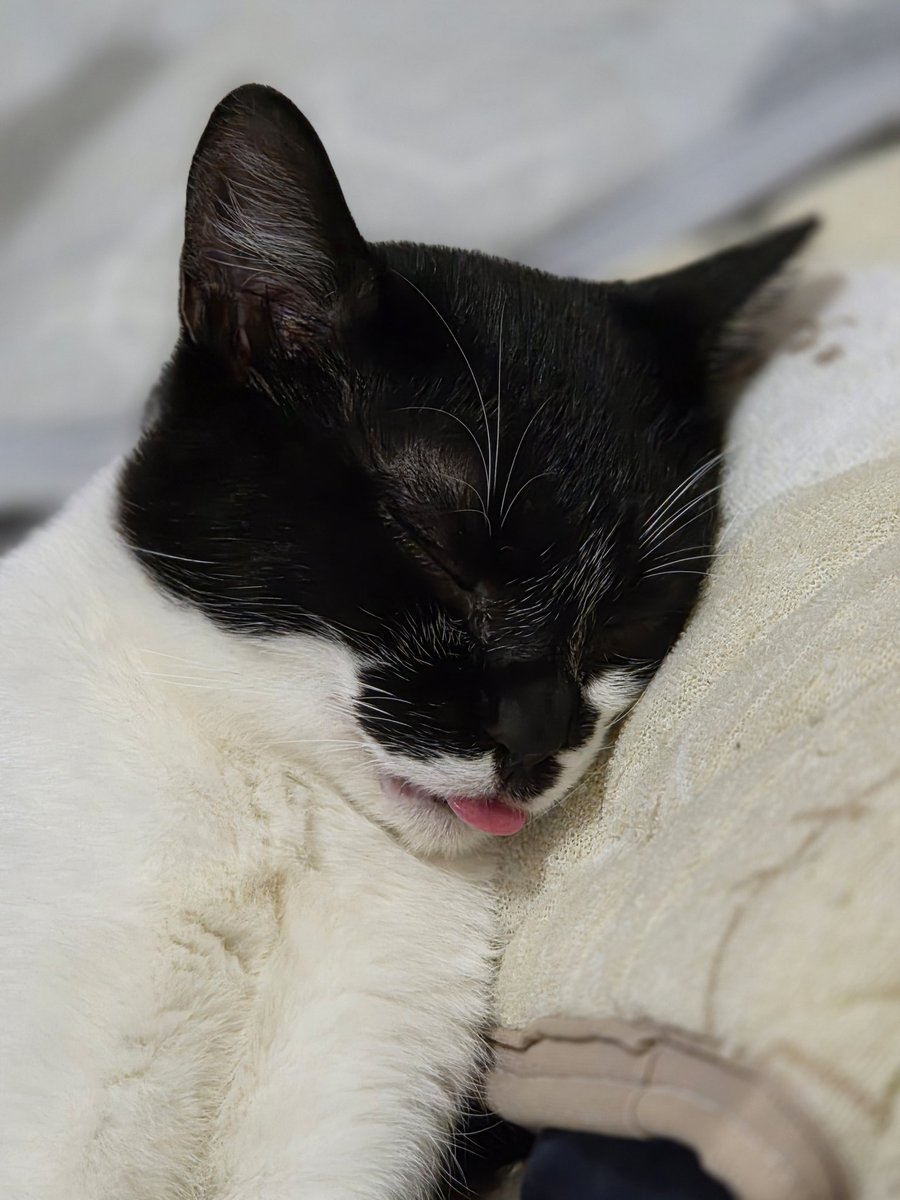 😸気持ちよさそうに寝てること😅
