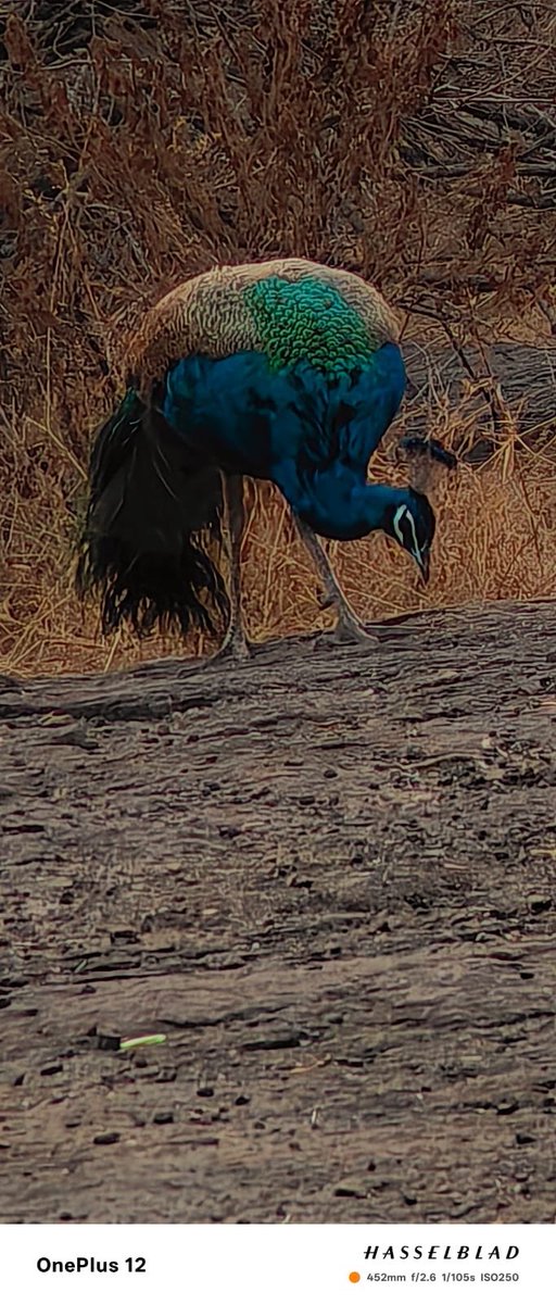 marathe's tweet image. 3.5 miles hike / run through Vetal Tekdi early morning. Most likely my last hike of the year, I’m unlikely to return in 2026. As if on clue, many peacocks 🦚  came to say goodbye! Pics👇
#Pune #VetalTekdi #Hiking #Peacocks