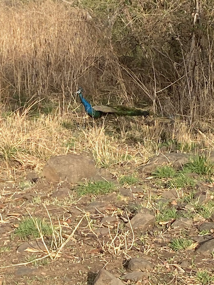 marathe's tweet image. 3.5 miles hike / run through Vetal Tekdi early morning. Most likely my last hike of the year, I’m unlikely to return in 2026. As if on clue, many peacocks 🦚  came to say goodbye! Pics👇
#Pune #VetalTekdi #Hiking #Peacocks