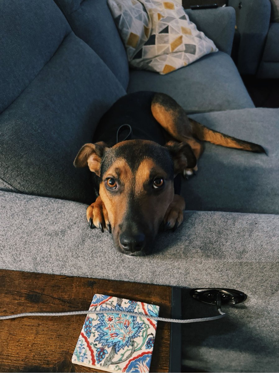 Happy National Pet Day! 🐾 Shoutout to all the furry (and not-so-furry) companions of the Blueprint Interactive team—bringing joy, chaos, and plenty of Zoom cameos to our workdays. Give your pets some extra love today! 🐶🐱